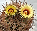 Pyrrhocactus_bulbocalyx_DJF398_10y