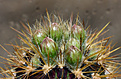 Neoporteria chilensis