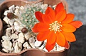 Rebutia xanthocarpa. Сеянец, первое цветение.