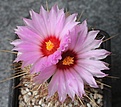 Thelocactus bicolor ssp. flavidispinus