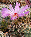 Thelocactus bicolor