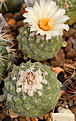 Strombocactus disciformis   SB 174