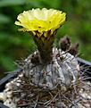 Lobivia thionantha glauca FR970