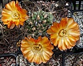 Lobivia thionantha P149