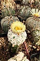 Astrophytum cv.