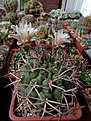 Gymnocalycium schickendantzii