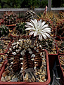 Gymnocalycium stenopleurum