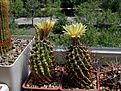 Hamatocactus setispinus