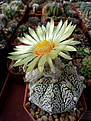 Astrophytum hybr. CAPхSK (A. capricorne v.minor х A. asterias cv.Super Kabuto)