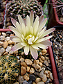 Gymnocalycium denudatum MM418 (семена от А. Михальцова), 2 года, 5 месяцев, первое цветение. Ожидал беленький цветочек, как в "оригинале", а он оказался немножечко иным.