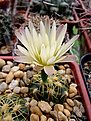 Gymnocalycium denudatum MM418