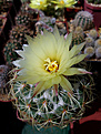 Coryphantha greenwoodii HO 5, первое цветение