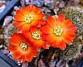 Rebutia haagei nigricans carmeniana WR690