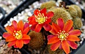 Rebutia heliosa theresae