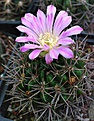 Gymnocalycium horridispinum L517