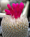 Epithelantha micromeris P521