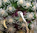 Mammillaria theresae