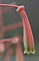 Aloe sladeniana