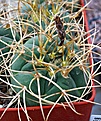 Gymnocalycium cardenasianum