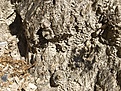 S.disciformis v minimus 
Весна 2019
