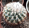 Gymnocactus ysabelae