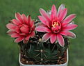 Gymnocalycium baldianum