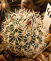 Gymnocactus sauerii ssp. Nelissae, type form, MZ626. и этому 4 года.