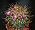 Mammillaria apozolensis var. saltensis Repp (2001)