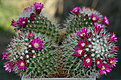 Mammillaria backebergiana (2003)