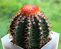 Melocactus matanzanus