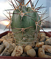 Acanthocalycium thionanthum (hualfinensis?) VG-173