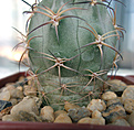 Acanthocalycium thionanthum (hualfinensis?) VG-173