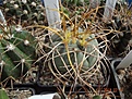 Gymnocalycium cardenasianum