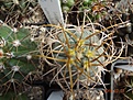 Gymnocalycium cardenasianum