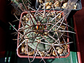 Gymnocalycium armatum CH 889