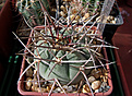 Gymnocalycium armatum CH 889