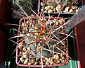 Gymnocalycium armatum CH 889