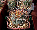 Gymnocalycium armatum CH 889