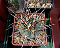 Gymnocalycium armatum CH 889