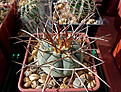 Gymnocalycium armatum CH 889