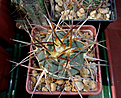 Gymnocalycium armatum CH 889