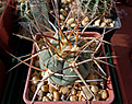 Gymnocalycium armatum CH 889