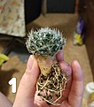 Mammillaria picta?