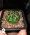 Gymnocalycium anisitsii?