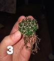 Gymnocalycium?