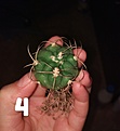 gymnocalycium saglionis?