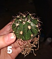 Melocactus?