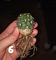 Echinopsis thionantha??