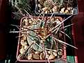 Gymnocalycium armatum, SL 20-99