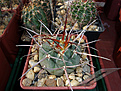 Gymnocalycium armatum, SL 20-99